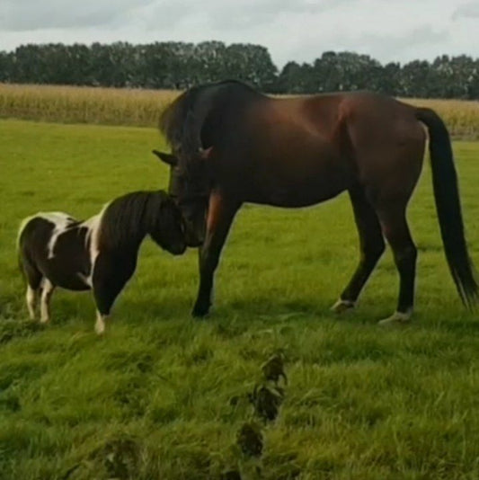 Tipps und Austausch Pferd/ Pony